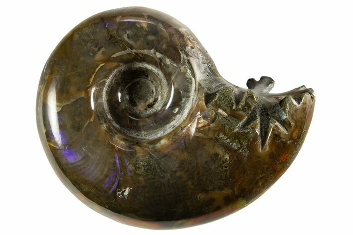 Polished, Chambered Ammonite (Argonauticeras) Fossil - Madagascar #327348